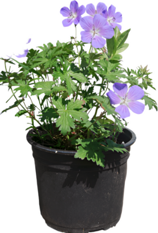 Geranium Rozanne Blue Plant Geranium Gerwat Rozanne Crane S Bill Hardy Geranium Rozanne 1 Gallon Live Plant Outdoor Plant Ht7