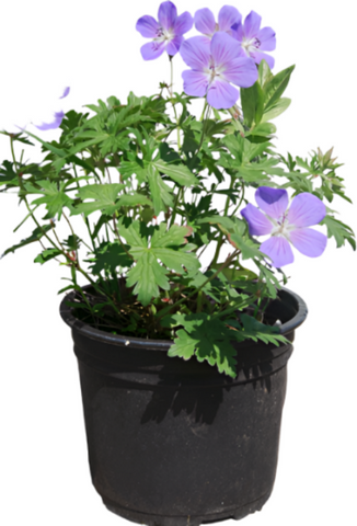 Geranium Rozanne Blue Plant Geranium Gerwat Rozanne Crane'S Bill   Hardy Geranium Rozanne 1Gallon Live Plant Outdoor Plant Ht7