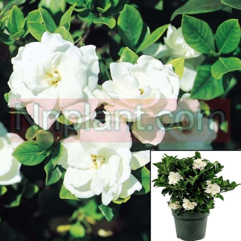 Gardenia Jasminoides Veitchii 5Gallon Cape Jasmine White Live Plant Fr7