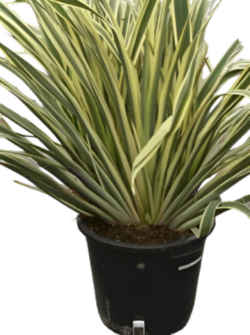 Phormium Tiny Tiger Plant Plant Dwarf Variegated Yellow Stripe New Zealand Flax 1Gallon Live Plant Plant Grass Ht7 Best