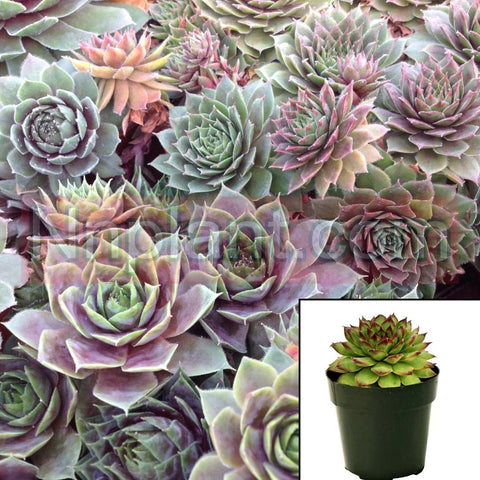 Sempervivum Krebs Hens And Chicks Rossy Rose Succulent Drought Tolerant 1Gallon Houseleek Hens Chicks Live Plant Ht7