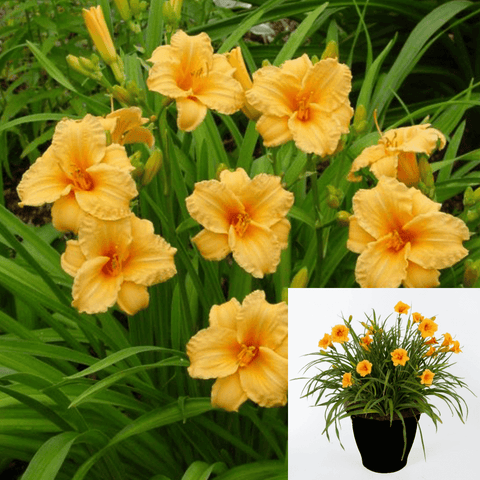 Hemerocallis Bertie Ferris 1Gallon Hemerocallis Bertie Ferris Plant Bertie Ferris Daylily Plant Perennials Outdoor Live