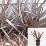 Phormium Bronze Baby 5Gallon Dwarf New Zealand Flax Live Plant Outdoor Gr7