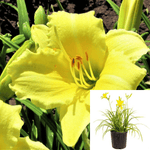 Hemerocallis Lil Ms Sunshine 1Gallon Yellow Flower Hemerocallis Little Miss Sunshine Plant Daylily Little Miss Sunshine