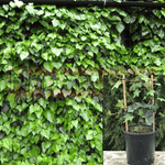 Hedera Canariensis Staked Plant Algerian Ivy 1Gallon Live Plant Ht7 Mr7 Groundcovering Wall Covering Ivy Ht7