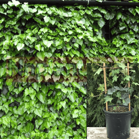 Hedera Canariensis Staked Plant Algerian Ivy 1 Gallon Live Plant Ht7 Mr7 Groundcovering Wall Covering Ivy Ht7