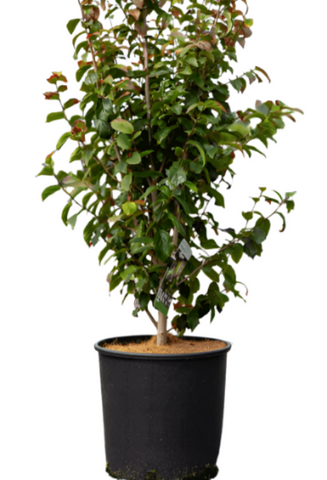 Parrotia Persica Plant Persian Ironwood 5Gallon Live Plant Outdoor Plant Tree Gr7