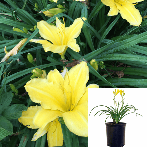 Hemerocallis Little Cutie 1Gallon Yellow Flower Hemerocallis Little Cutie Plant Dwarf Yellow Daylily Plant Perennials Ou