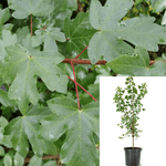 Acer Campestre 5Gallon Hedge Maple Tree Gr7 Maple Field Maple Hedge Maple Symmetrical Trees Live Plant