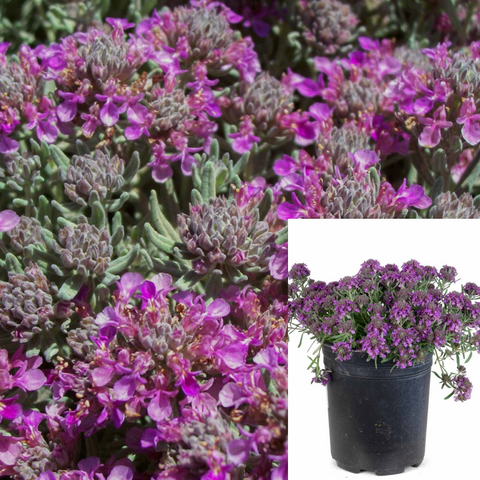 Teucrium Cossonii Majoricum 1Gallon Prostrate Germander Purple Live Plant Outdoor Gr7