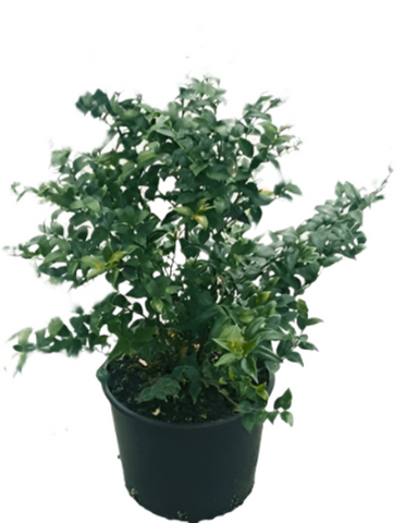 Sarcococa Ruscifolia 5Gallon Sweet Box Improved Fragrant Valley 5Gallon Live Plant Grfr7