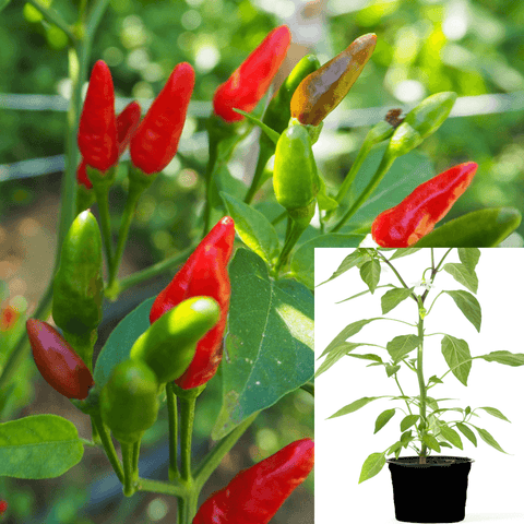 Pepper Piri Piri Chili Plant 1Gallon Capsicum Frutescens Red Plant Live Plantht7 Best