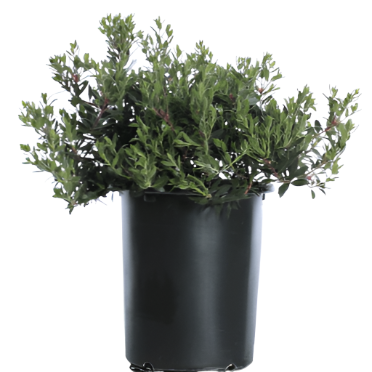 Arctostaphylos Pacific Mist 5 Gallon Manzanita Outdoor Full Live Plant Fr7A
