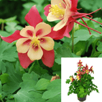Aquilegia Earlybird Red Yell 1 Gallon Columbine Plant Flower Outdoor Live Plant Gr7