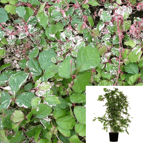 Parthenocissus Tricuspidata 5Gallon Vine Climbing Boston Ivy Grape Ivy Japanese Hexane Leaves Wall Covering Ivy Live Plant Ht7