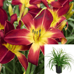 Hemerocallis Hybrid Red 1Gallon Red Plant Reblooming Daylily Hemerocallis Hybrid Red Plant Perennials Outdoor Live Plant