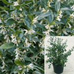 Sarcococa Ruscifolia 3Gallon Sweet Box Improved Fragrant Valley 3Gallon Live Plant Gr7