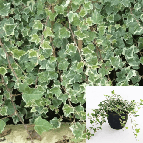 Hedera Helix Feenfinger Staked Plant Algerian Ivy 1 Gallon A+ Live Plant Ho7 Groundcovering Wall Covering Ivy Ht7