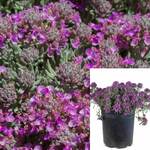 Teucrium Aroanium 1Gallon Gray Creeping Germander Live Plant Outdoor Ho7