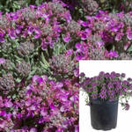 Teucrium Cossoni Majoricum 1Gallon Prostrate Germander Purple Live Plant Outdoor Mrgr7
