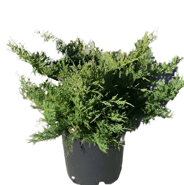 Juniperus Chinensis Armstrongii 5Gallon Plant Chinese Juniper 5Gallon Shrub Live Plant Ho7