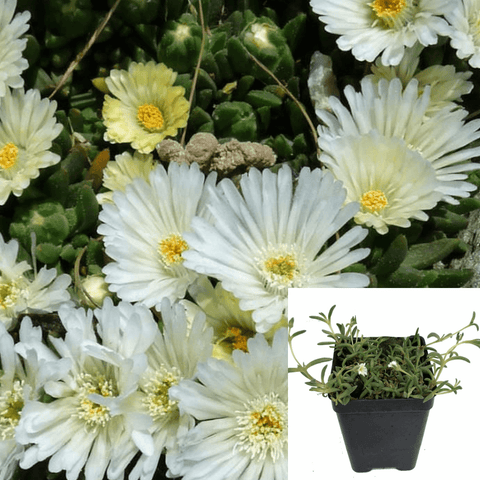 Delosperma White Nugget Plant White Nugget Ice Plant Ground Covering Live Plant 6Pack Of 2Inches Pot
