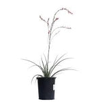 Hesperaloe Deser Flamenco 5Gallon Plant Desert Flamenco Red Yucca Plant Outdoor Flower Live Plant Gr7