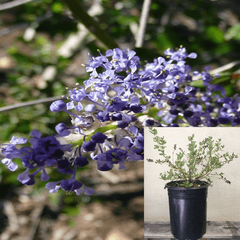 Ceanothus Ray Hartman 5Gallon Wild Lilac Plant Peri Winlkl California Lila Fr7