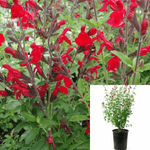 Salvia Greggii Red 5 Gallon Autumn Sage Plant Furmans Live Plant Frgr7
