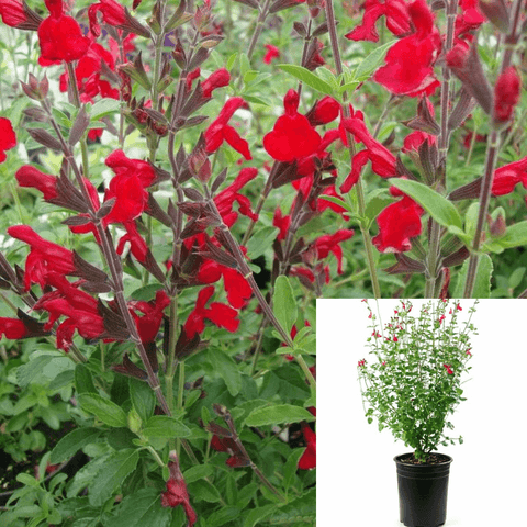 Salvia Greggii Red 5Gallon Red Autumn Sage Plant Furmans Red Live Plant Frgr7