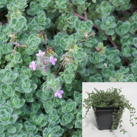 Thyme Woolly Plant 12Packs Of 2Inches Pot Thymus Seudolanuginosus Ground Covering