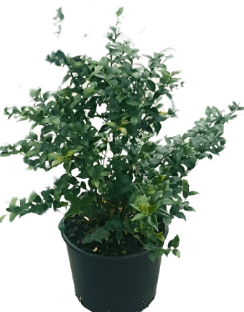 Sweet Box Sarcococca Ruscifolia – KOSFY