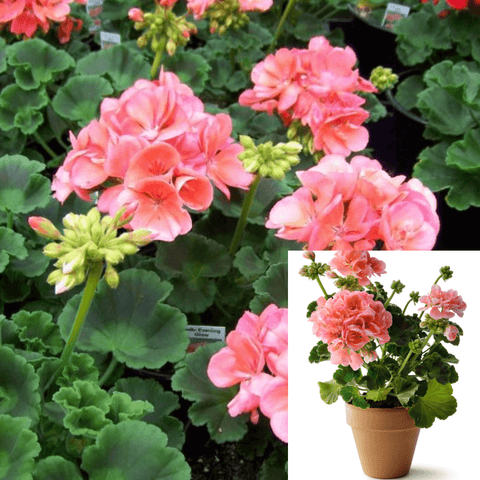 Geranium Zonal Evening Glow Plant Geranium Zonal Pelargonium Zonale Patriot Flower Live Plant 10-16Inch 1Gallon Ht7