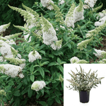 Buddleia Davidii White Bouquet 5Gallon Pot Butterfly Bush White Bouquet Plant Flower Outdoor Live Plant Ho7A