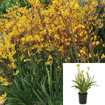 Anigozanthos Harmony 1Gallon Kangaroo Paw Yellow Plant Cats Paw Plant Perennials Outdoor + Live Plant Ho7