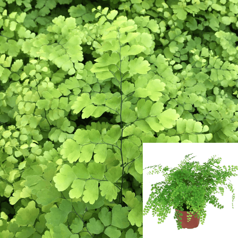 Fern Fritz Maid Indoor Houses Air Purifying Shrub 5inches Pot HousePlant Indoor ht7 Best