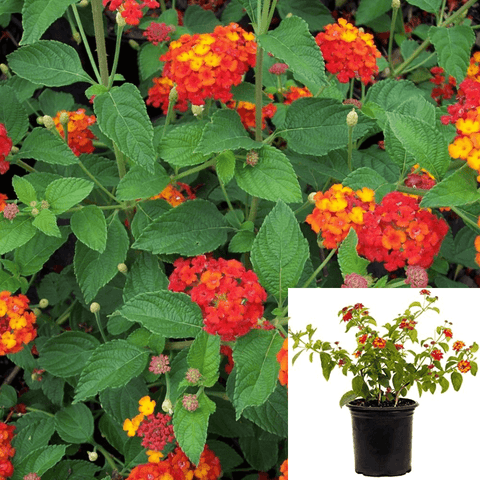 Lantana Dallas Red Plant Dallas Red Lantana Plant Shrub Verbenas Lantanas 1Gallon Flower Live Plant Mrgr7