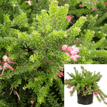 Grevillea Lang Tamboritha 5Gallon Woolly Grevillea Outdoor Shrub Live Plant