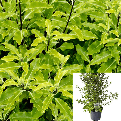 Pittosporum Eugenioides 5Gallon Pittosporum Eugenioides Lemonwood 5Gallon Lemonwood Tarata Live Plant Gr7