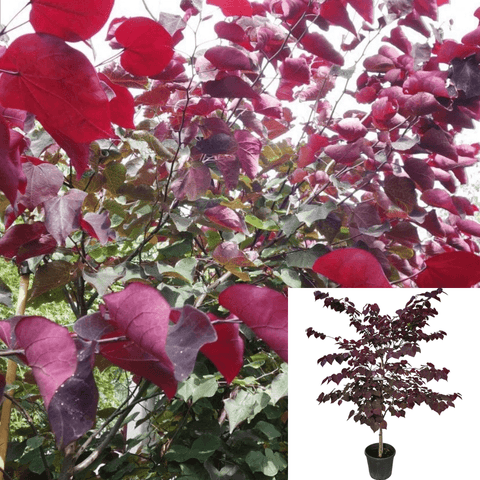 Cercis Canadensis Standard Tree 5Gallon Selection Of Eastern Redbud Cercis Canade Live Plant Fr7