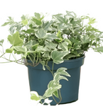 Ivy Eva Variegated Plant Glacier Ivy 10-16In 1Gallon Pot Hanging Live Plant Vine Plant