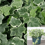Ivy Eva Variegated Plant Glacier Ivy 10-16In 1Gallon Pot Hanging Live Plant Vine Plant