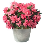 Azalea Brianne 3Gallon Pink Pot Rhododendron Azalea Brianne Plant Shrub Outdoor + Live Plant Ho7