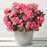 Azalea Brianne 3Gallon Pink Pot Rhododendron Azalea Brianne Plant Shrub Outdoor + Live Plant Ho7