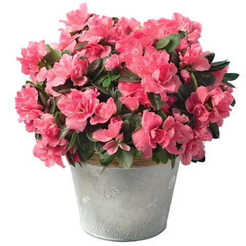 Azalea Brianne 3Gallon Pink Pot Rhododendron Azalea Brianne Plant Shrub Outdoor + Live Plant Ho7