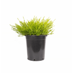Coleonema Pulchrum 5 Gallon Breath Of Heaven Gr7 Confetti Bush Buchu Diosma Shrub Live Plant