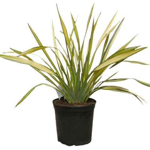 Phormium Apricot Queen 5Gallon New Zealand Flax Apricot Queen Live Plant Outdoor Fgr7