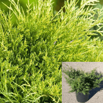 Juniperus Chinensis Old Gold Plant Chinese Juniper 1Gallon Plant Old Gold Chinese Juniper Live Fr7