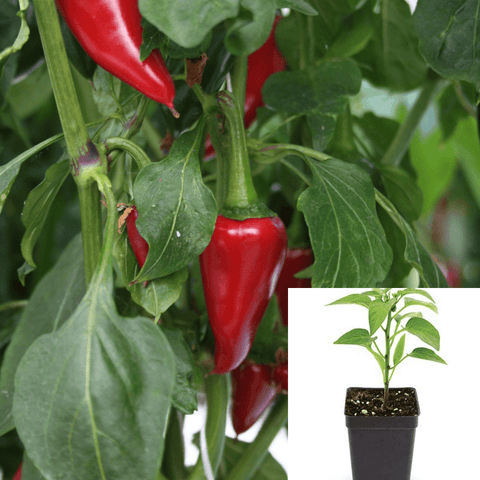 Pepper Fresno Chili Plant 4Inches Pot Capsicum Annuum Organi