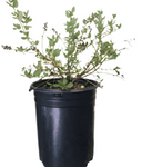 Ceanothus Ray Hartman 1 Gallon Wild Lilac Plant Peri Winlkl California Live Plant Fr7